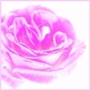 rose prof用mini.jpg